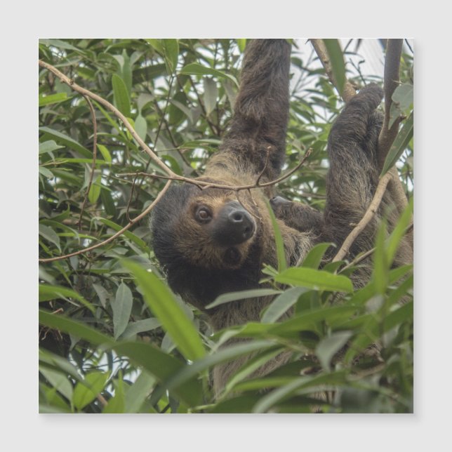 Sloth_20171103_by_JAMFoto (Framsida)