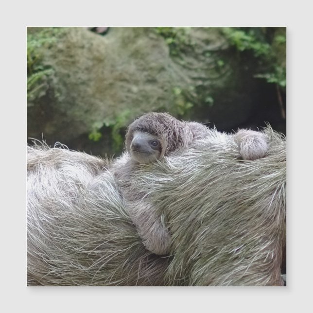 Sloth_20171104_by_JAMFoto (Framsida)