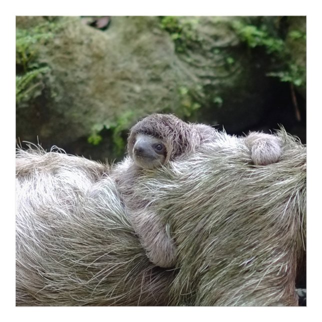 Sloth_20171104_by_JAMFoto Fototryck (Framsidan)