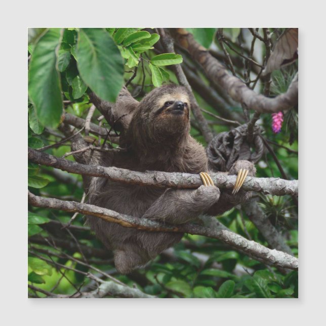 Sloth_20171106_by_JAMFoto (Framsida)