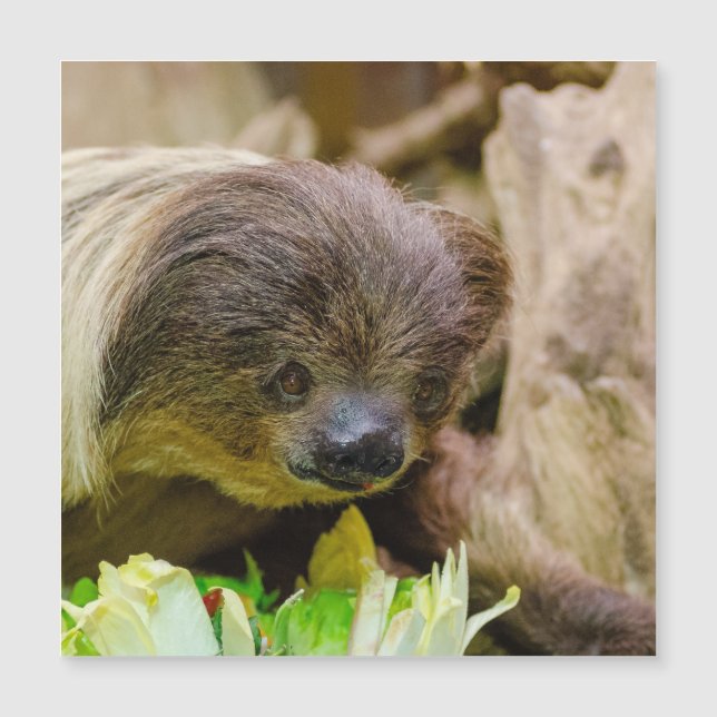 Sloth_20171107_by_JAMFoto (Framsida)