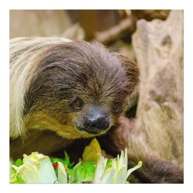 Sloth_20171107_by_JAMFoto Fototryck (Framsidan)