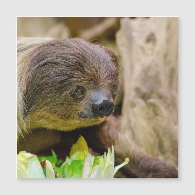 Sloth_20171108_by_JAMFoto (Framsida)