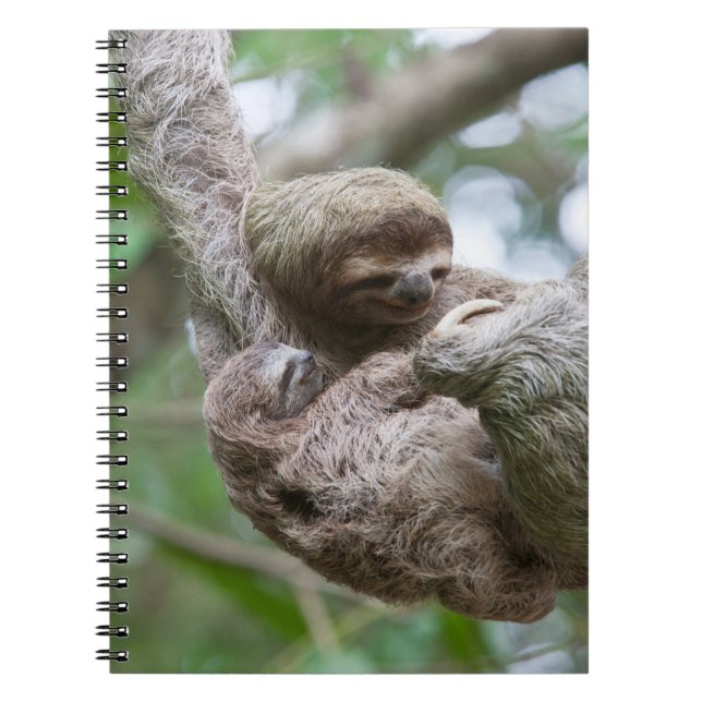 Sloth Baby med Mor Hanging från Träd Anteckningsbok (Framsidan)