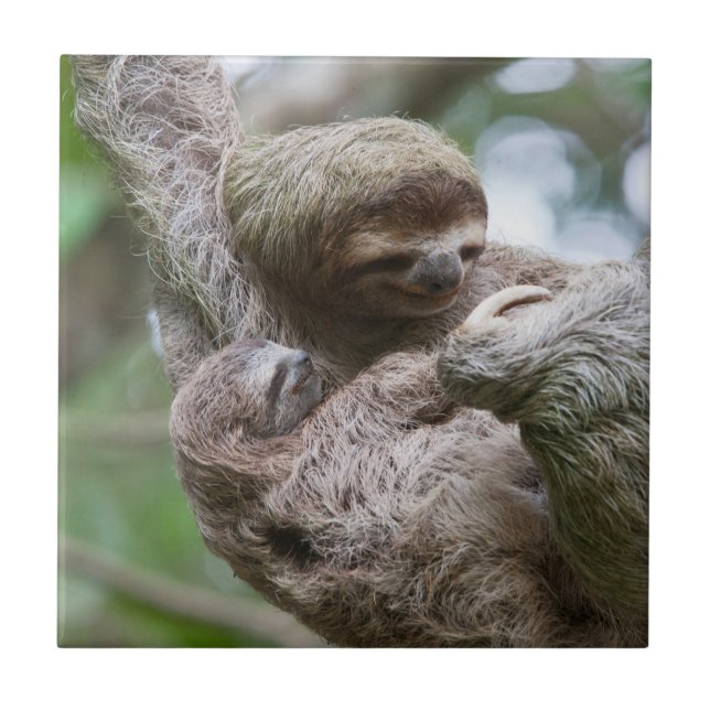 Sloth Baby med Mor Hanging från Träd Kakelplatta (Framsidan)