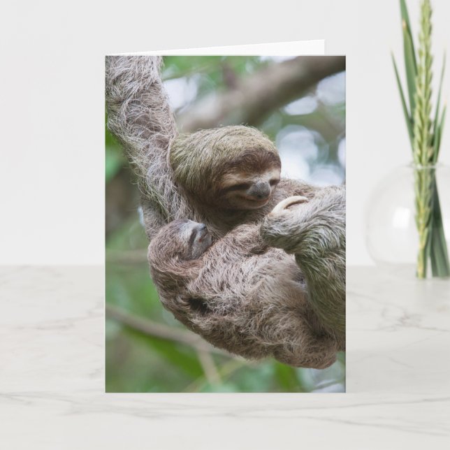 Sloth Baby med Mor Hanging från Träd Kort (Framsida)