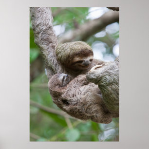 Sloth Baby med Mor Hanging från Träd Poster