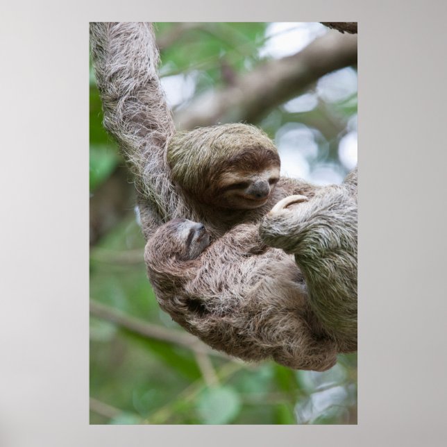 Sloth Baby med Mor Hanging från Träd Poster (Framsidan)