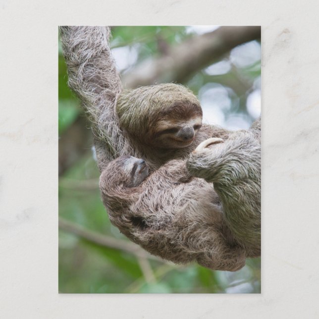 Sloth Baby med Mor Hanging från Träd Vykort (Framsida)