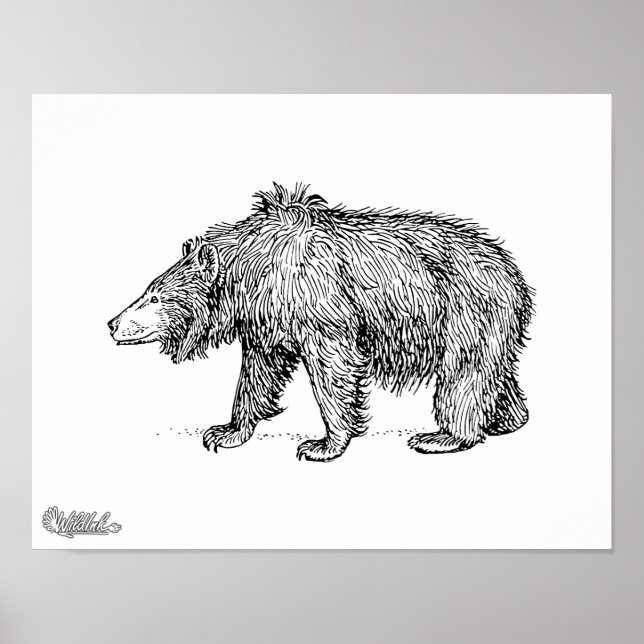 Sloth Bear Poster (Framsidan)
