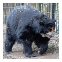 Sloth Bear