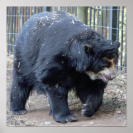 Sloth Bear Poster