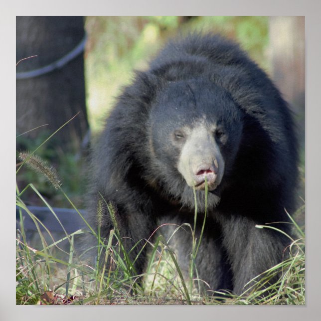 Sloth Bear Poster (Framsidan)