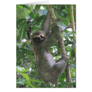 Sloth Card Hälsningskort