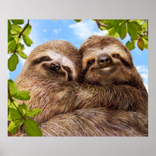 Sloth Couple Poster (Framsidan)