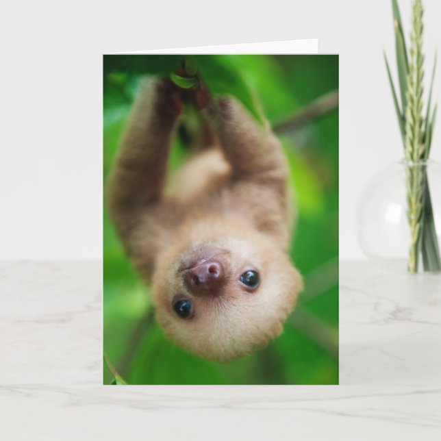 Sloth Greeting Card Kort (Framsida)