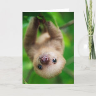 Sloth Greeting Card Kort