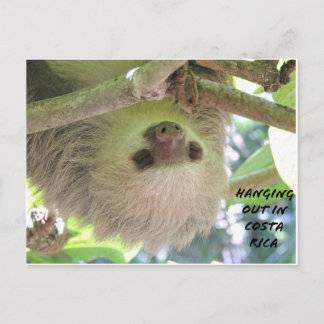 Sloth Hanging Around i Costa Rica Vykort