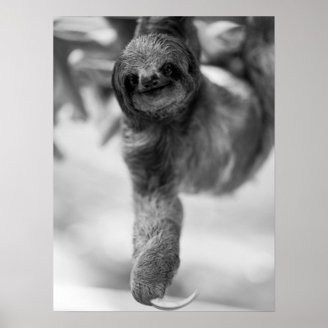 Sloth Hanging från Träd Gren Wildlife Poster (Framsidan)