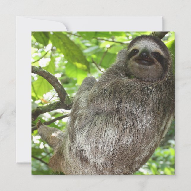 Sloth i Träd (Framsida)