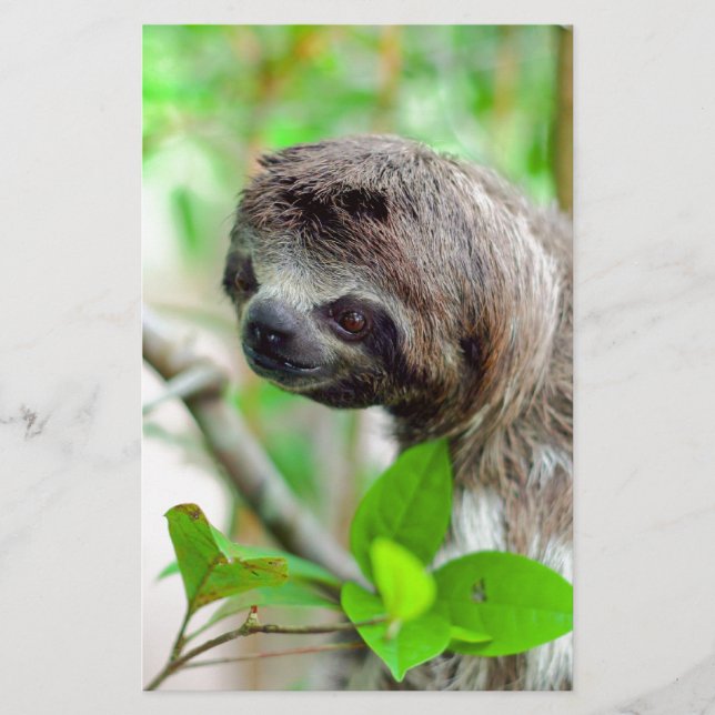 Sloth i träd Nicaragua (Framsida)