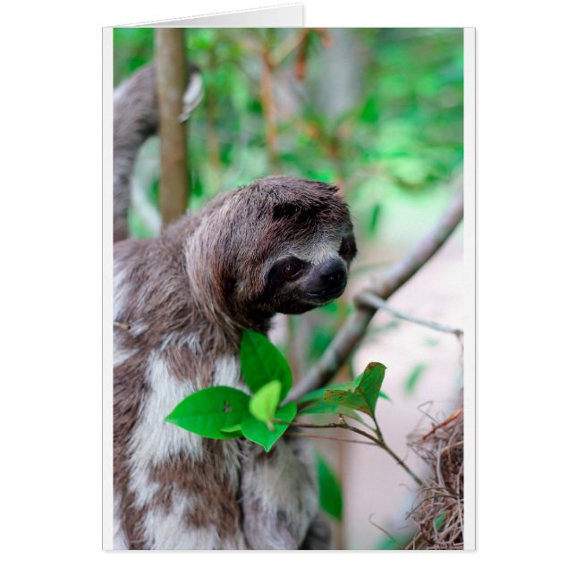 Sloth i träd Nicaragua Hälsningskort (Framsidan)