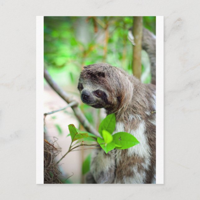 Sloth i träd Nicaragua Vykort (Framsida)