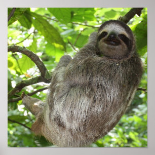 Sloth i Träd Poster