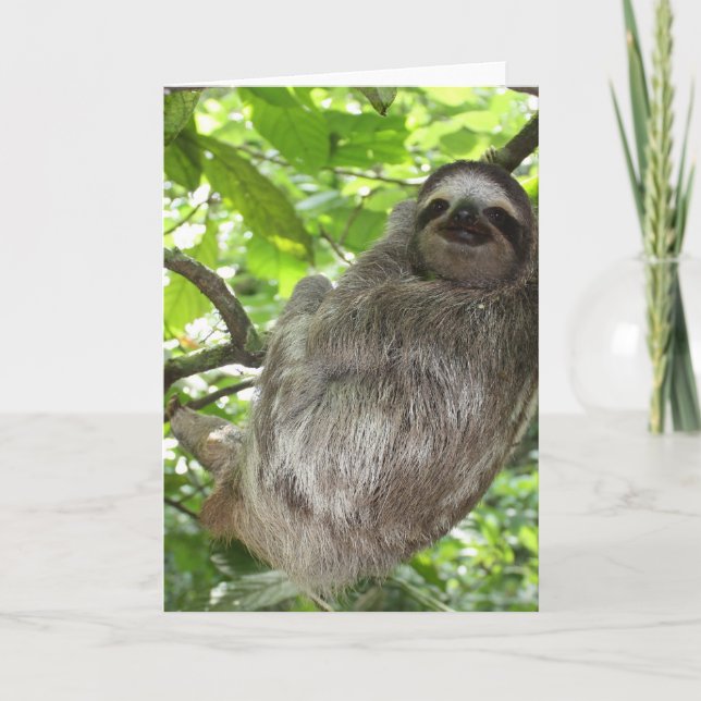 Sloth in Träd Greeting Cards Kort (Framsida)