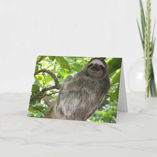 Sloth in Träd Greeting Cards Kort (Framsida)