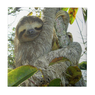 Sloth Kakelplatta