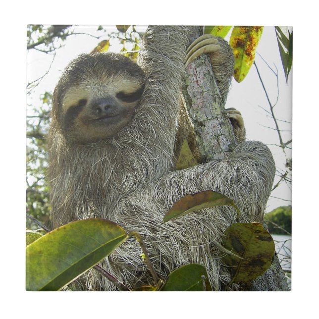 Sloth Kakelplatta (Framsidan)