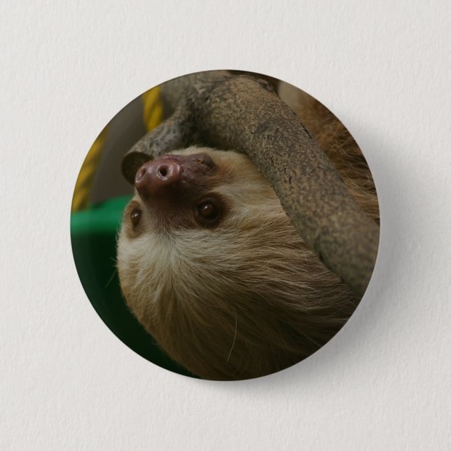 Sloth Knapp (Framsida)