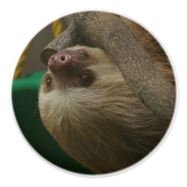 Sloth Knopp (Framsidan)