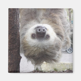 Sloth Magnet
