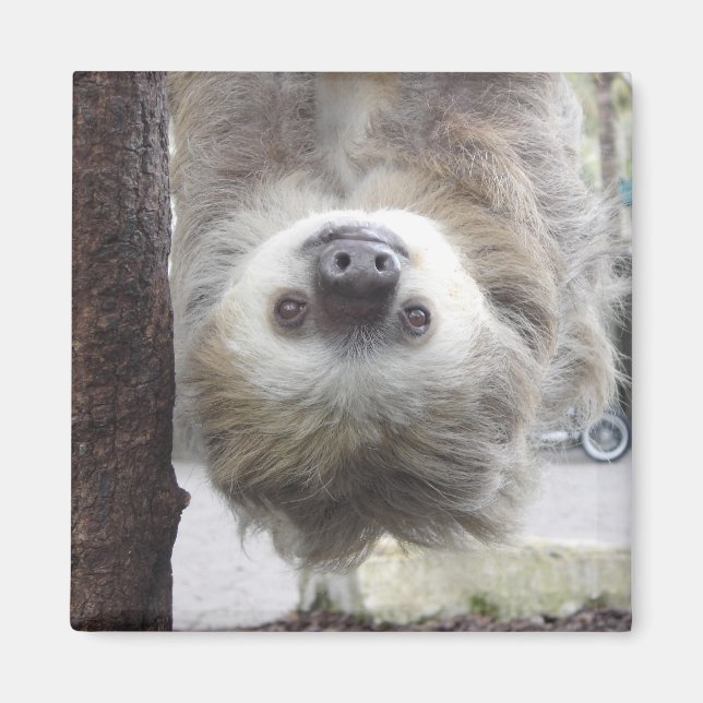 Sloth Magnet (Framsidan)