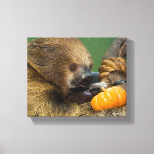 Sloth med pumpa canvastryck