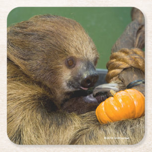 Sloth med pumpa underlägg papper kvadrat