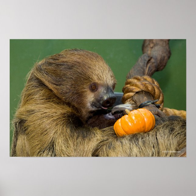 Sloth med Pumpkin Poster (Framsidan)