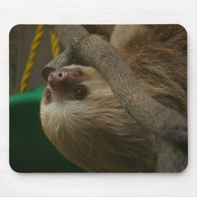 Sloth Musmatta (Framsidan)