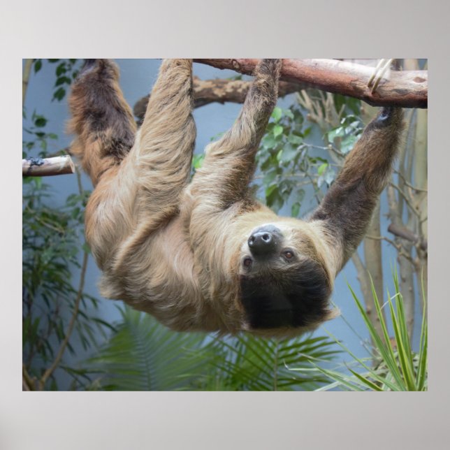 Sloth Photo Poster (Framsidan)