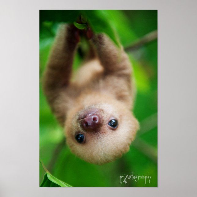 Sloth Poster (Framsidan)