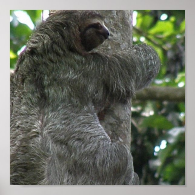 Sloth Poster (Framsidan)