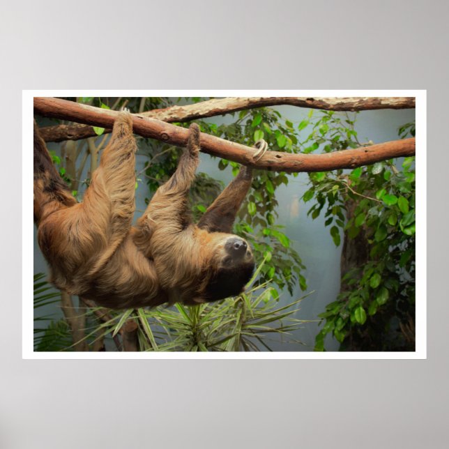 Sloth Poster (Framsidan)