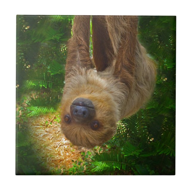 Sloth Rainforest Gifts Kakelplatta (Framsidan)