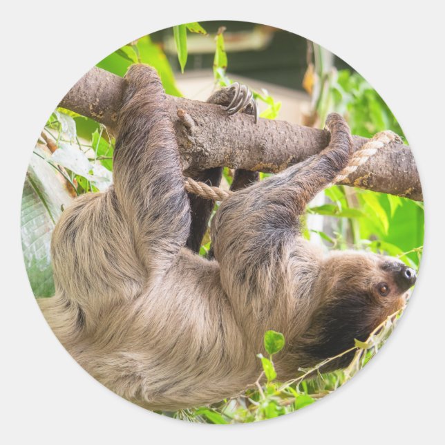 Sloth Runt Klistermärke (Framsida)