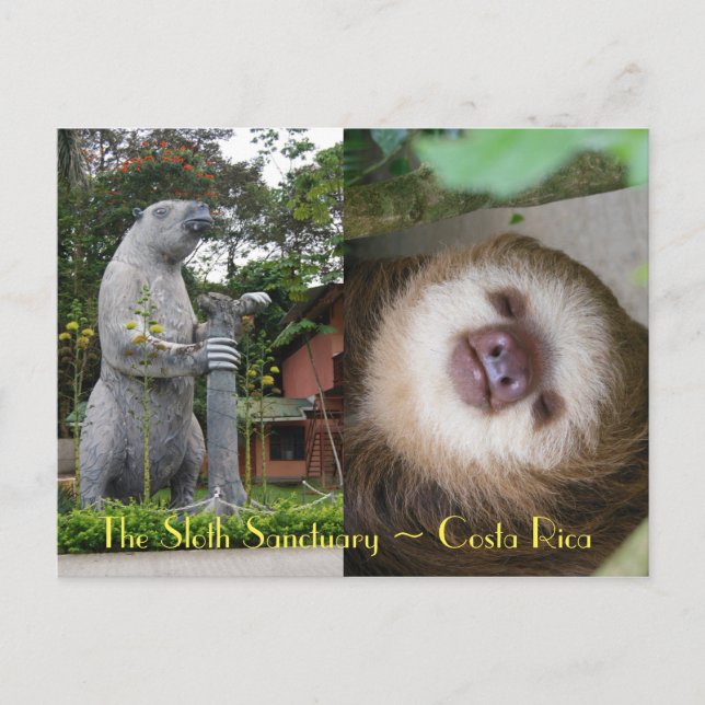 Sloth Sanctuary Vykort (Framsida)