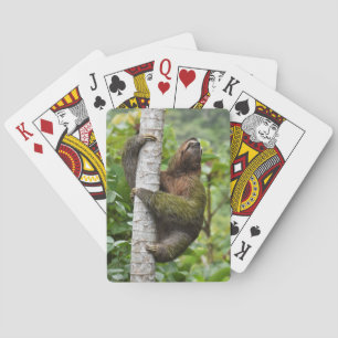 Sloth som 3-Toed leker kort Casinokort