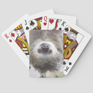 Sloth som leker kort spelkort
