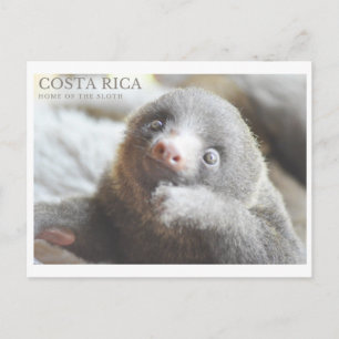 Sloth vycard Costa Rica souvenir Vykort